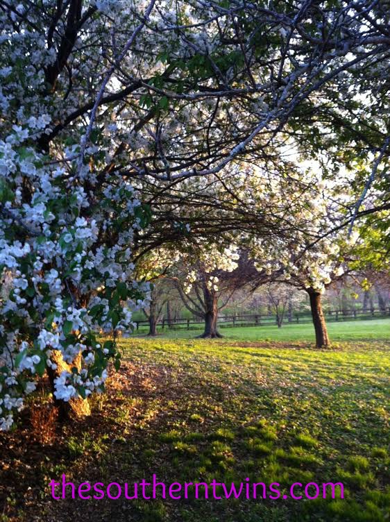 Lots to mow but totally worth it!