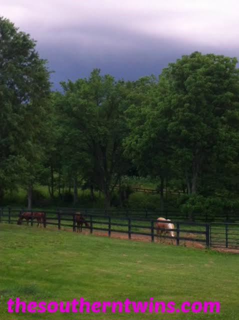 Horses enjoying the cool summer showers