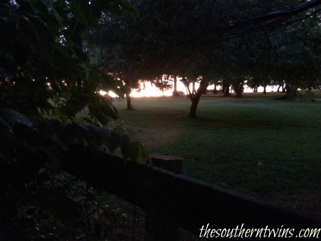 The light between the trees at TwinBay Farm